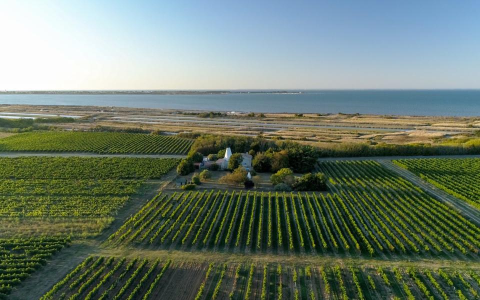 Approximately 580 hectares of the island are used to grow grapes