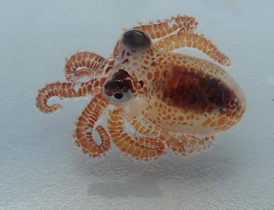 This Aug. 1, 2018 photo provided by the National Park Service shows a baby octopus inside a plastic container at Kaloko-Honokohau National Historical Park in waters off Kailua-Kona, Hawaii. Hawaii scientists found two tiny, baby octopuses floating on plastic trash they were cleaning up while monitoring coral reefs. (AP Photo/National Park Service, Ashley Pugh)