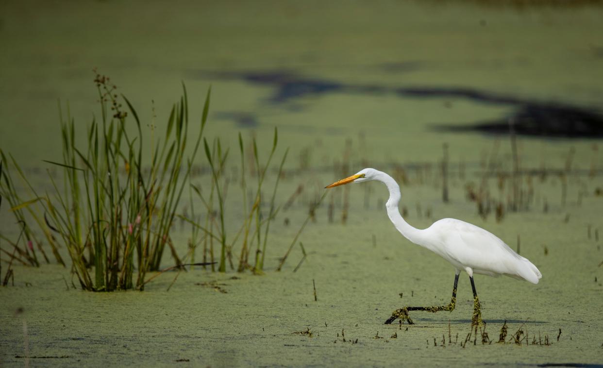 A great egret feeds in a marsh on 20/20 lands just past the Corkscrew Regional Mitigation Bank on Corkscrew Road.