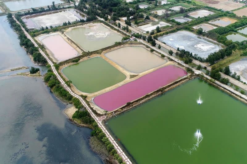 ▲金門古寧頭一處池塘，近日因池水變成粉紅色，意外暴紅。(圖/翻攝自網路)