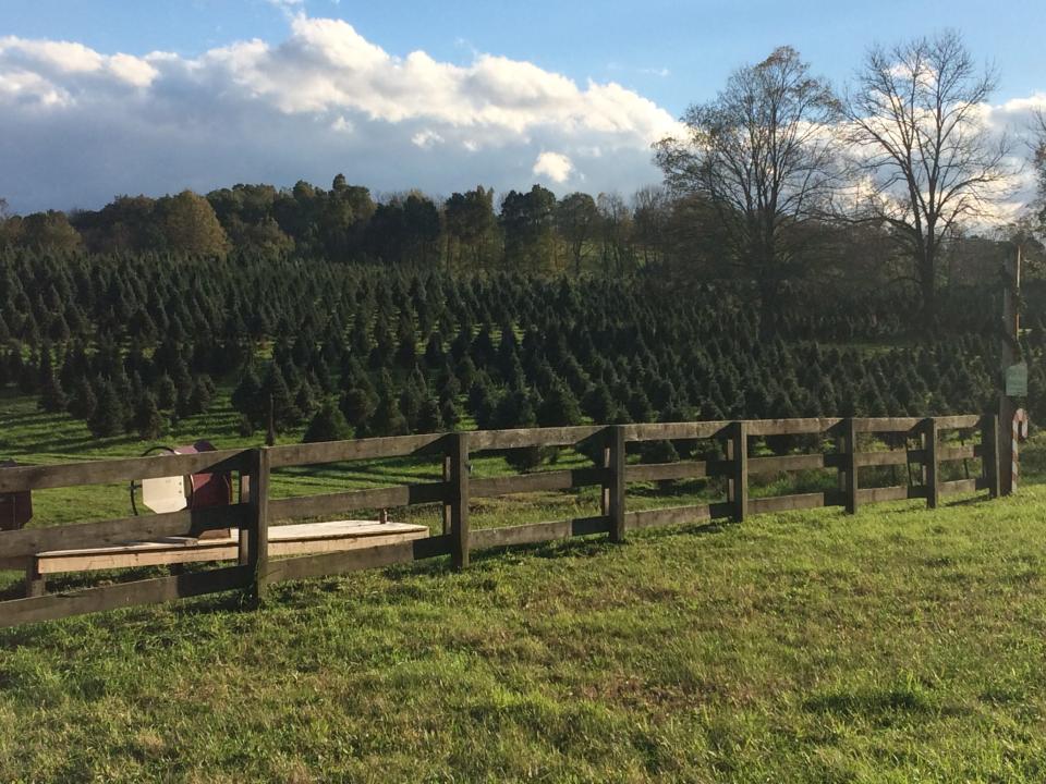 Shale Hills Farm, 98 Pond School Rd., Sussex. The cut-your-own farm has Blue Spruce, Norway Spruce, White Pine, Concolor Fir and Canaan Fir. Farm animals reside in the restored 100-year-old barn. Shale Hills Farm has won Best in Show at the New Jersey State Fair twice.