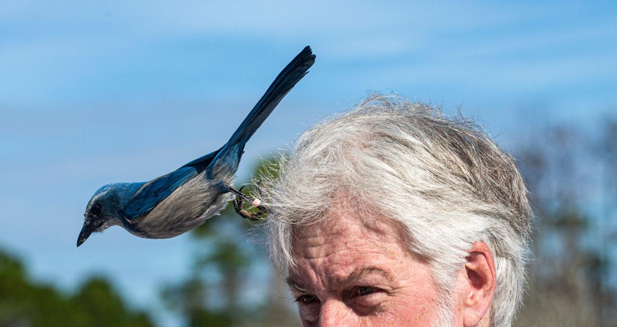 A scrub jay takes off from the head of Reed Bowman, director of the Avian Ecology Program at the Archbold Biological  Station in Venus, Florida on Friday Nov. 19, 2021. Archbold recently received a $2 million gift from philanthropist K. Lisa Yang supporting Florida Scrub-Jay research. It will support the John W. Fitzpatrick Director of Avian Ecology position. Bowman is the first recipient. Archbold scientists have special permission from the stateÕs wildlife agency to use peanuts to bring scrub jays in for observation.