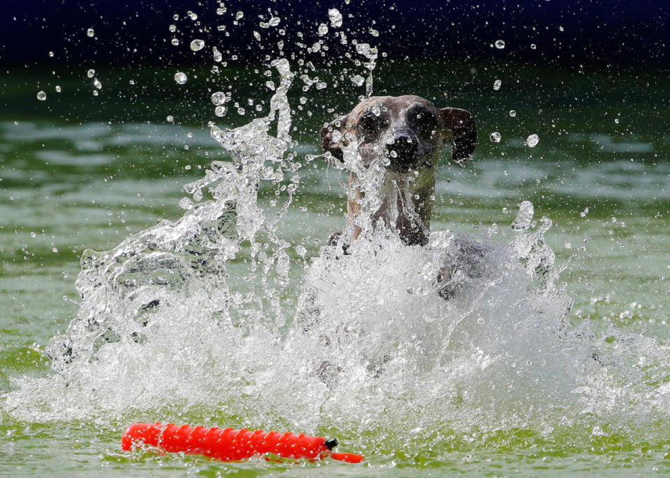 Flying Dogs competition