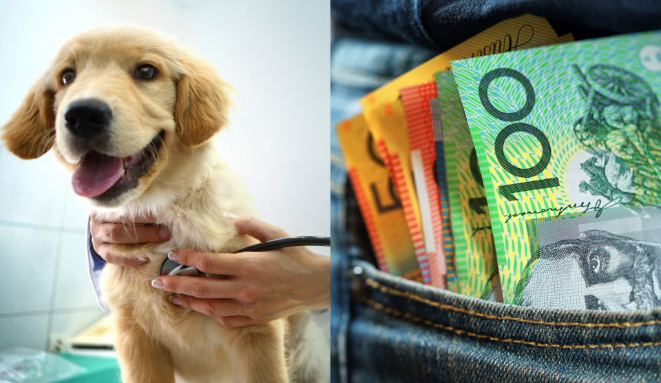 A composite image of vet examining dog and cash in back pocket