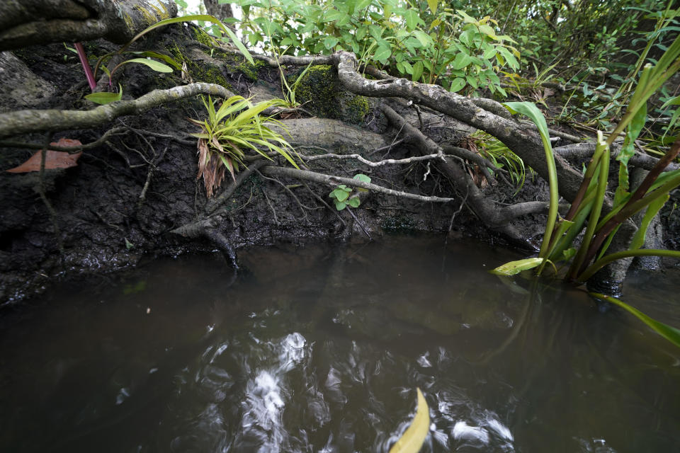 Tree roots are exposed along Hog Bayou, part of the Wax Lake Delta system, in St. Mary Parish, La., Saturday, May 1, 2021. NASA is using high-tech airborne systems along with boats and mud-slogging work on islands for a $15 million study of these two parts of Louisiana's river delta system. (AP Photo/Gerald Herbert)