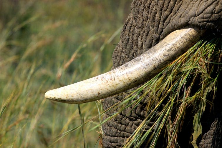 <span class="caption">Zoologists do not yet know how not having tusks will affect elephants’ daily lives.</span>