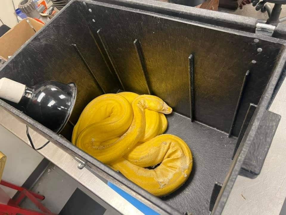 An albino golden child reticulated python. The snake made its way into an Oklahoma City mobile home park and sightings were reported for months before it was captured in October 2023.