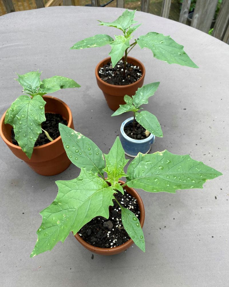 Plants grown from mysterious seeds that arrived in the mail, as seen in an undated photo.