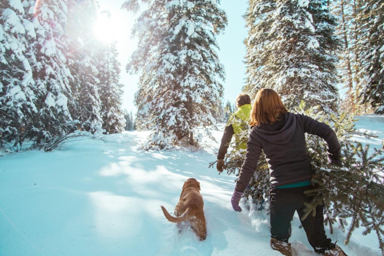 <p>Around eight million Christmas trees are bought in the UK each year</p> (Getty Images/iStockphoto)