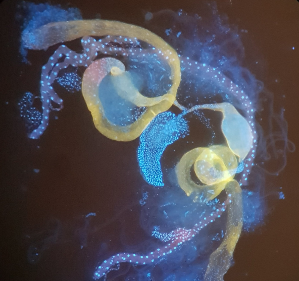 Ben Walsh colocó pintura fluorescente en los testículos de una mosca y pareciera que se trata de una galaxia. Foto: Twitter @benjaminswalsh
