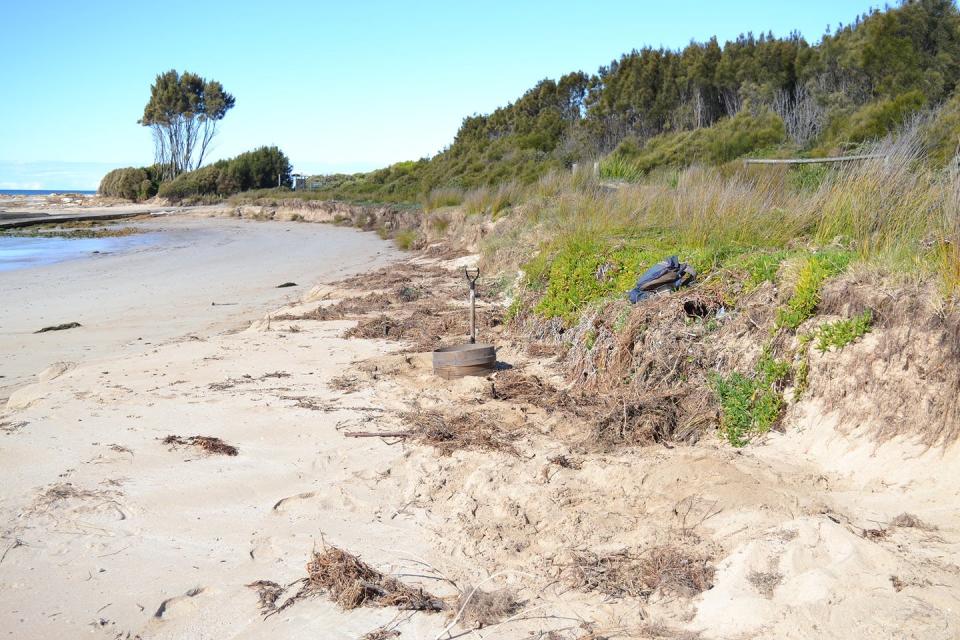 View along a beach looking at headland with a shovel showing efforts to dig maggots out of the dune