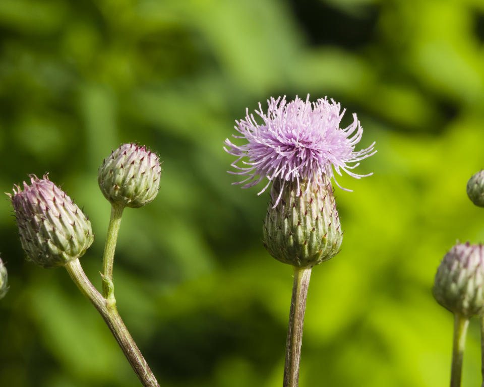 Thistles may be pretty but they can take over gardens. (Getty Images)