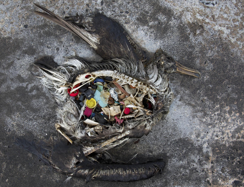 A black footed albatross chick with plastics in its stomach lies dead on Midway Atoll in the Northwestern Hawaiian Islands. The remote atoll is now a delicate sanctuary for millions of seabirds. Each year the U.S. Fish and Wildlife Service removes about 20 tons of plastic and debris that washes ashore from surrounding waters. (Photo: ASSOCIATED PRESS)