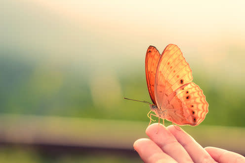 <span class="caption">"Fluttering" of butterflies is often a nervous response.</span> <span class="attribution"><a class="link " href="https://www.shutterstock.com/image-photo/butterfly-on-hand-jungle-beauty-nature-312492182?src=QBSg4tvJqdzP7LShIJtZ2w-1-11" rel="nofollow noopener" target="_blank" data-ylk="slk:Shutterstock;elm:context_link;itc:0;sec:content-canvas">Shutterstock</a></span>