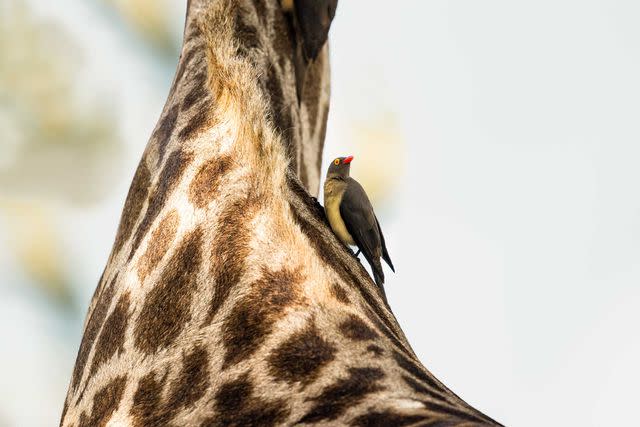 <p>Crookes&Jackson</p> A red-billed oxpecker perches on the neck of a giraffe in the Okavango Delta, in Botswana.