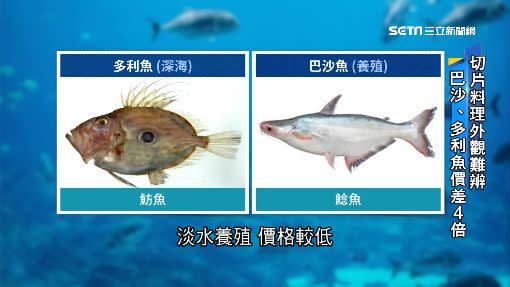 巴沙魚和多利魚外觀上的差別。