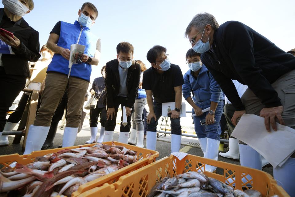 A team of experts from the International Atomic Energy Agency (IAEA) with scientists from China, South Korea and Canada observe the inshore fish as the sample at Hisanohama Port in Iwaki, northeastern Japan Thursday, Oct. 19, 2023. They are visiting Fukushima for its first marine sampling mission since the Fukushima Daiichi nuclear power plant started releasing the treated radioactive wastewater into the sea. (AP Photo/Eugene Hoshiko, Pool)