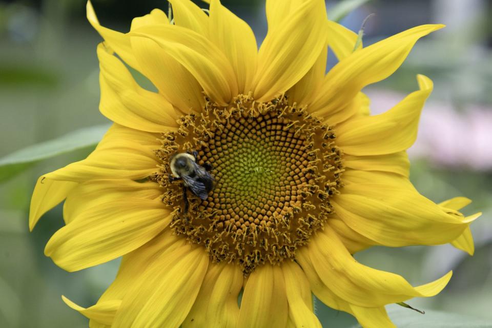 how to create a pollinator garden