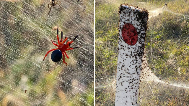 Spiders cover Australian region of Gippsland in cobwebs as they