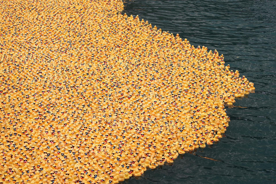 <p>Rubber ducks float down the Chicago River during the Windy City Rubber Ducky Derby on August 3, 2017 in Chicago, Illinois. (Photo: Scott Olson/Getty Images) </p>