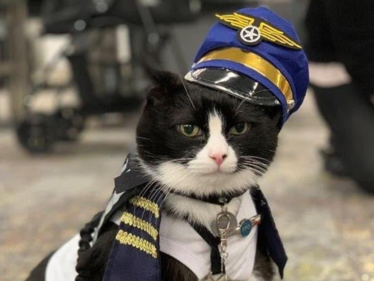 Duke is a trained therapy cat (Twitter/@flySFO)