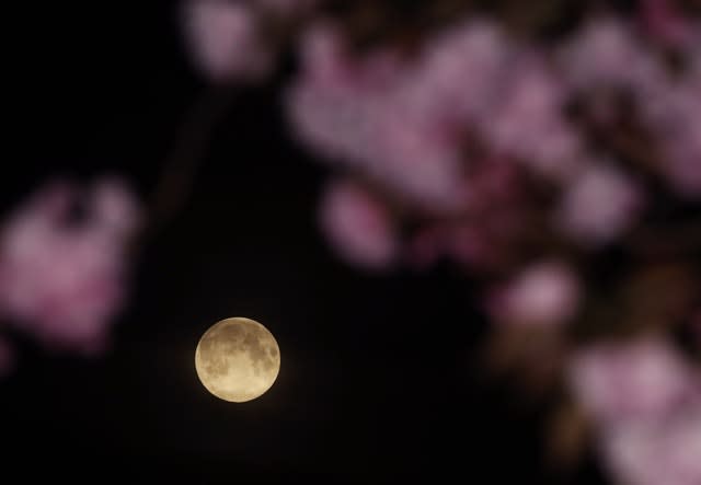 Pink Moon