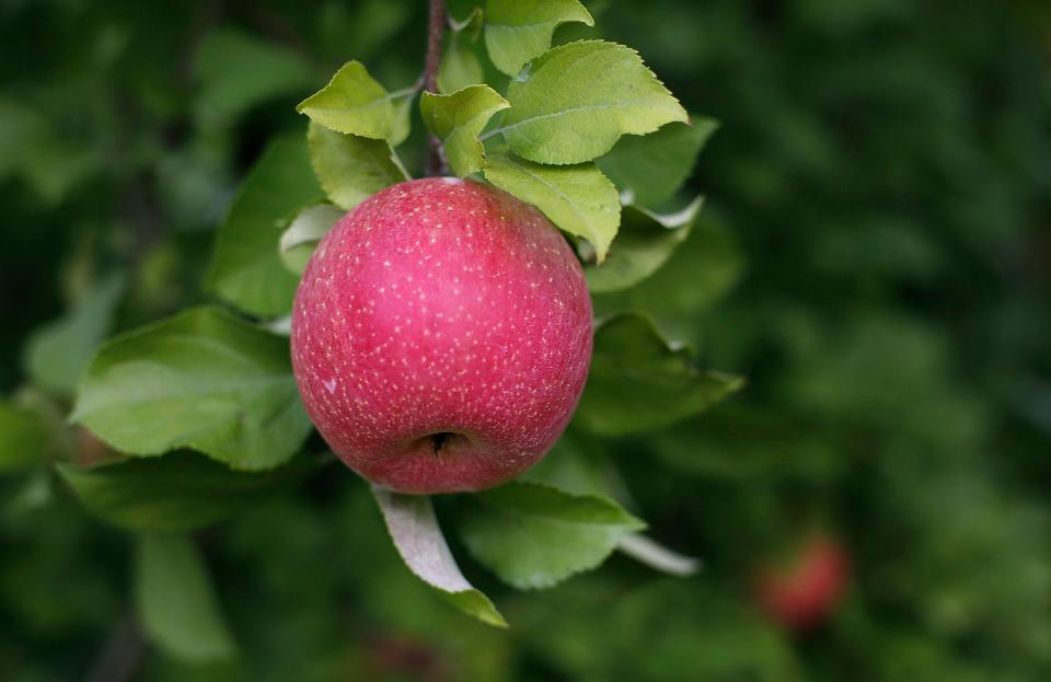 Once your apple tree establishes itself, you can look forward to fresh fruit.