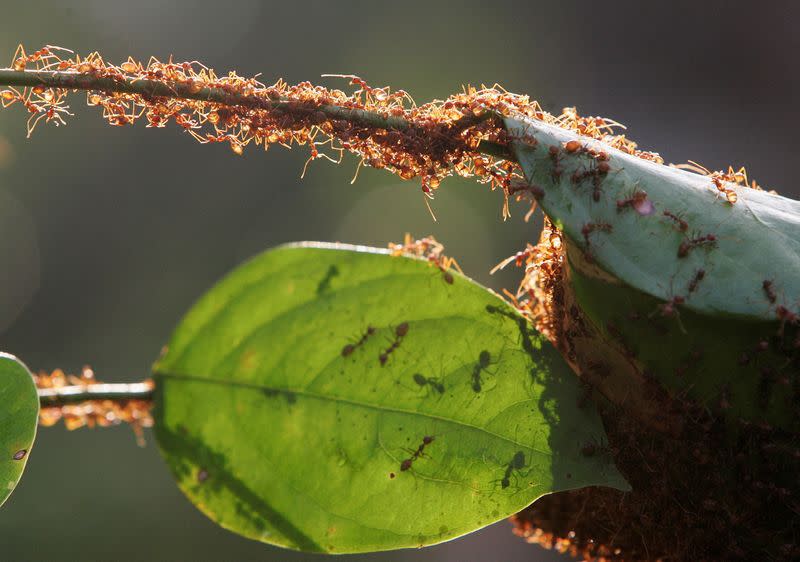 FILE PHOTO: A colony of weaver ants build their nest from leaves in Kuala Lumpur