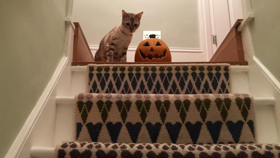 Gato con una calabaza de Halloween mira hacia la escalera.