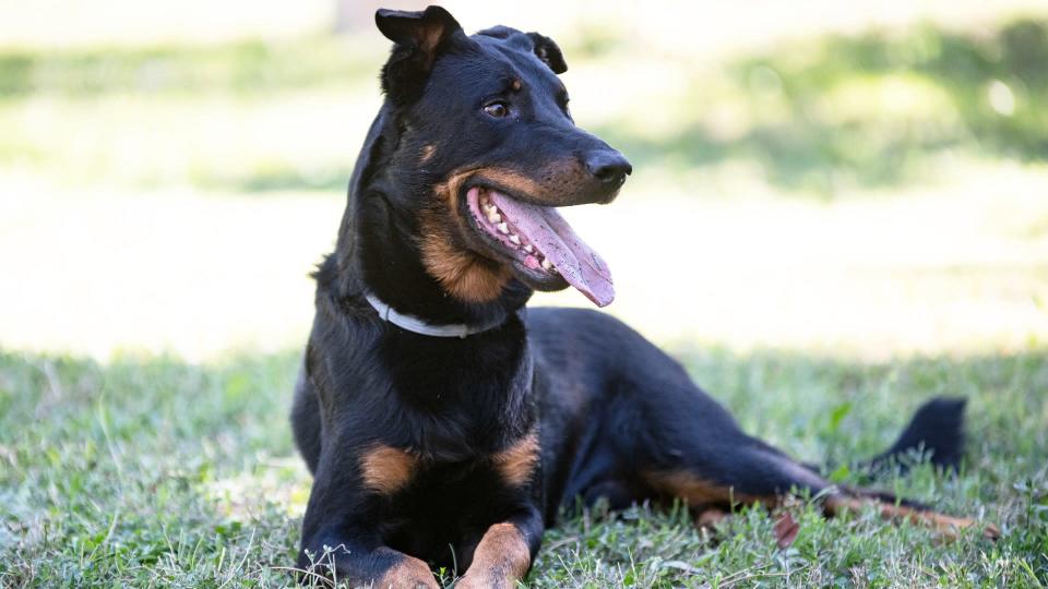 <p> Faithful, gentle and obedient, the Beauceron is a powerful and imposing looking dog who is also smart, spirited and wonderful at herding. Incredibly loyal and protective, they make outstanding watchdogs and guardians and they are especially good with children. </p> <p> But, the Beauceron is definitely not for the novice owner. This breed tends to want to exert their dominance and they&apos;ll run rings around an owner that lacks confidence. Early training and socialization is a must, along with a firm hand, but as long as you get that right, you&apos;ll find this intelligent dog makes for a wonderful companion.&#xA0; </p>