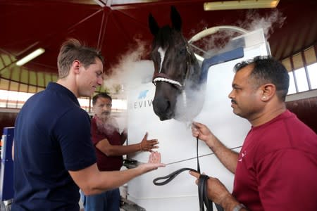Dubai stables gives prize racehorses cryotherapy
