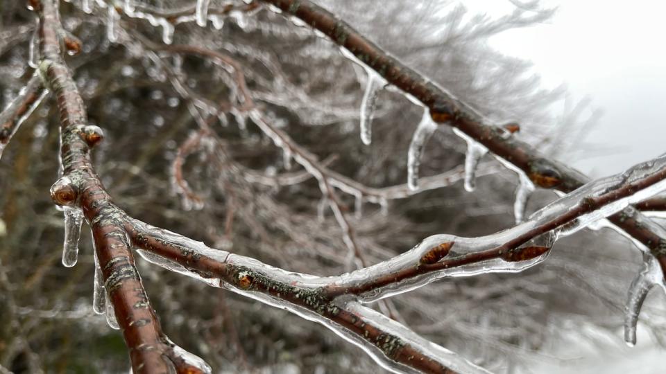 Ice formed on branches on Feb. 4, 2022, as a winter storm brought significant snowfall, ice pellets, freezing rain and rain to Nova Scotia.