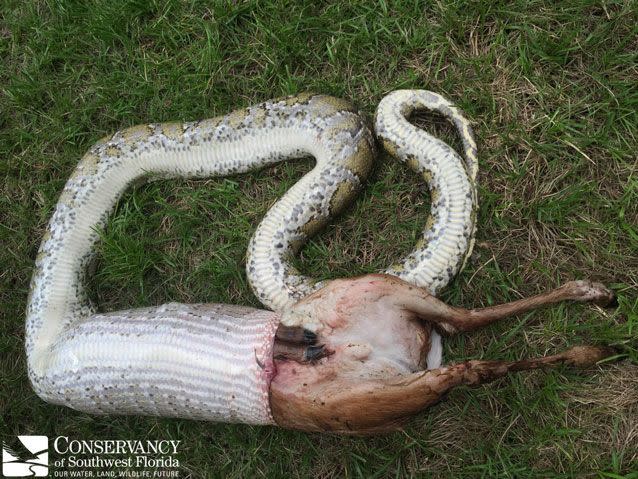 The python begins to regurgitate a fawn. Source: The Conservancy of Southwest Florida