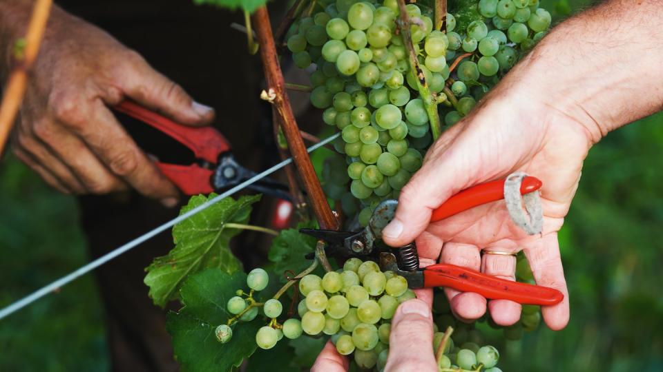 Zwei Helfer schneiden reife Trauben von einem Rebstock. In diesen Tagen beginnt die Hauptlese in den Weinbergen der südlichen Anbaugebiete.