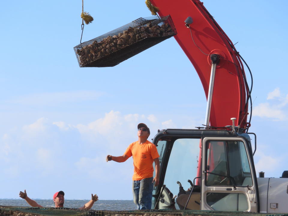 A cage full of whelk shells on which young oysters are growing is loaded onto a barge in Lacey Township, N.J. on Aug. 16, 2022. The cages are being placed in Barnaget Bay as part of a $1 million project to help stabilize the shoreline; in addition to helping filter water of contaminants, the oyster colonies blunt the force of waves hitting the shoreline. (AP Photo/Wayne Parry)