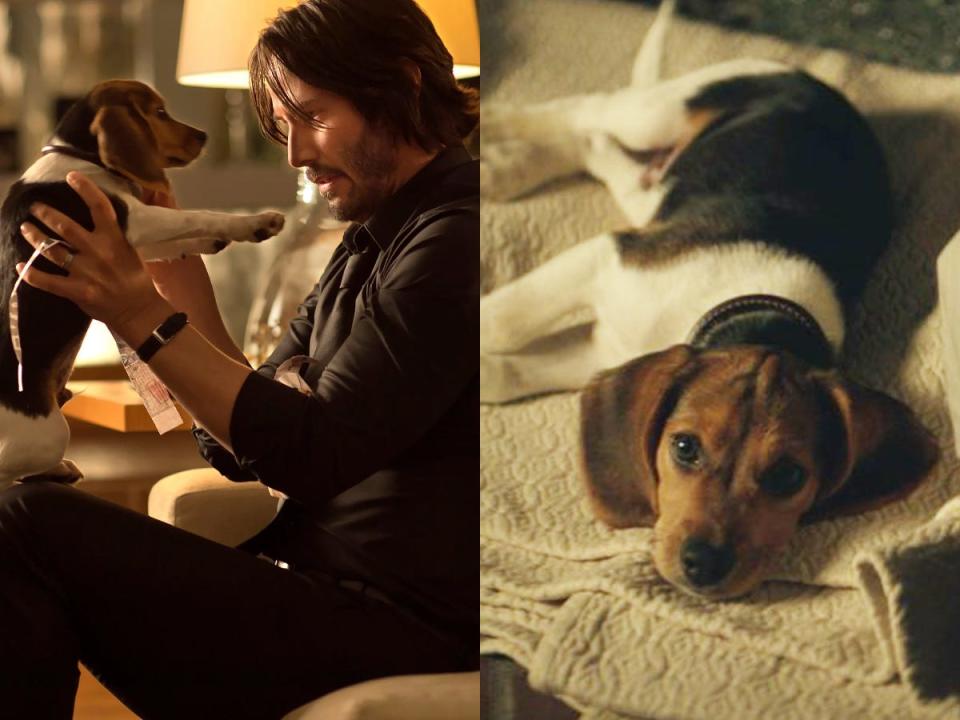 Keanu Reeves in "John Wick" holding Andy as Daisy the Beagle.