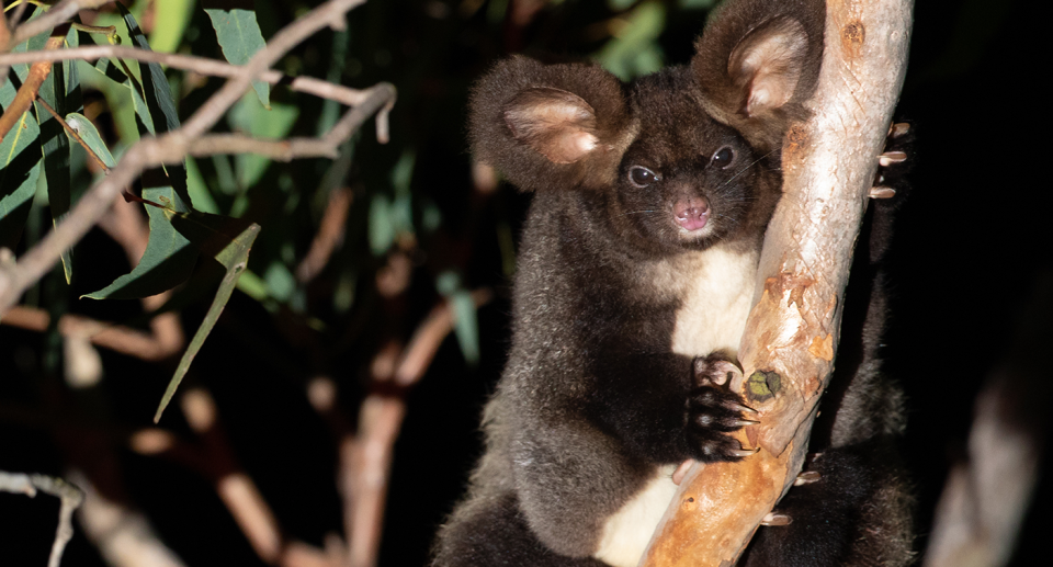 A greater glider hanging onto a branch.