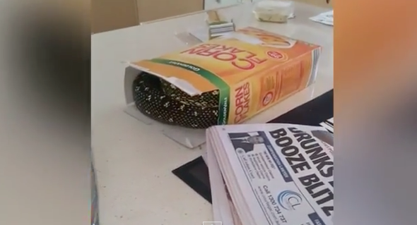 Man find 7ft snake in his cereal box (video)