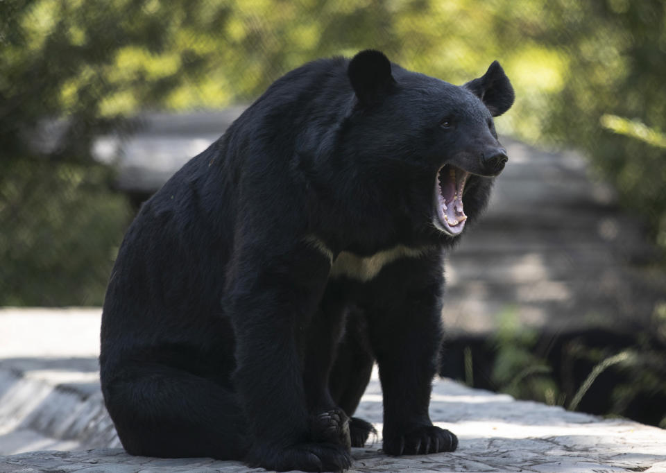 A black bear yawns at its enclosure at the Dachigam National Park on the outskirts of Srinagar, Indian controlled Kashmir, Saturday, Sept. 12, 2020. Amid the long-raging deadly strife in Indian-controlled Kashmir, another conflict is silently taking its toll on the Himalayan region’s residents: the conflict between man and wild animals. According to official data, at least 67 people have been killed and 940 others injured in the past five years in attacks by wild animals in the famed Kashmir Valley, a vast collection of alpine forests, connected wetlands and waterways known as much for its idyllic vistas as for its decades-long armed conflict between Indian troops and rebels. (AP Photo/Mukhtar Khan)