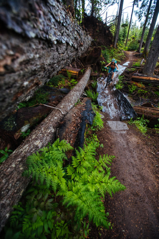 <p>Photo: Ryan Creary</p><p>It all comes back to nature... blowdowns, ferns and cedar slab bridges. Christy McLean, Revelstoke, B.C.</p>