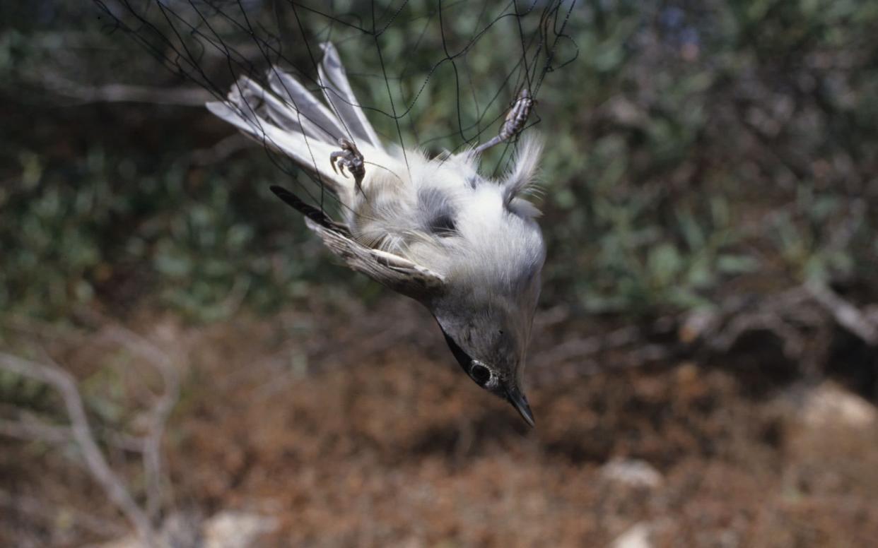 A Blackcap in a mist net on a UK military base in Cyprus - PA