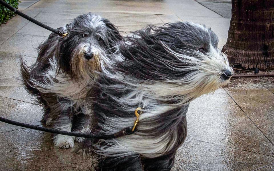 Sybil and Stella, a pair of bearded collies, go for a morning walk in high winds near the intersection of Worth Ave. and S. Ocean Blvd. Saturday morning December 16, 2023.