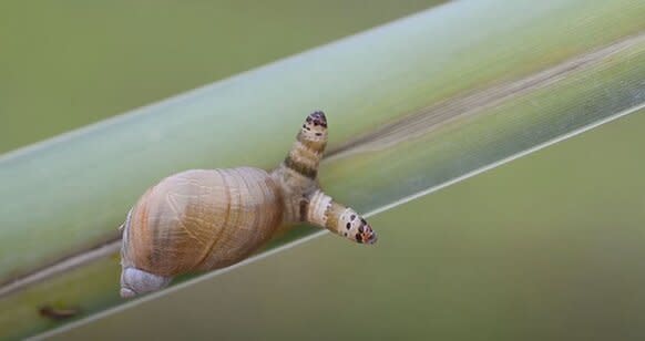 Cassidy Snail With Eye Parasite YT