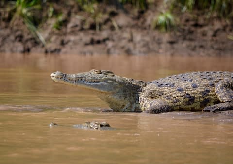 Crocodiles lurk in the Omo River - Credit: Hattie Lamb