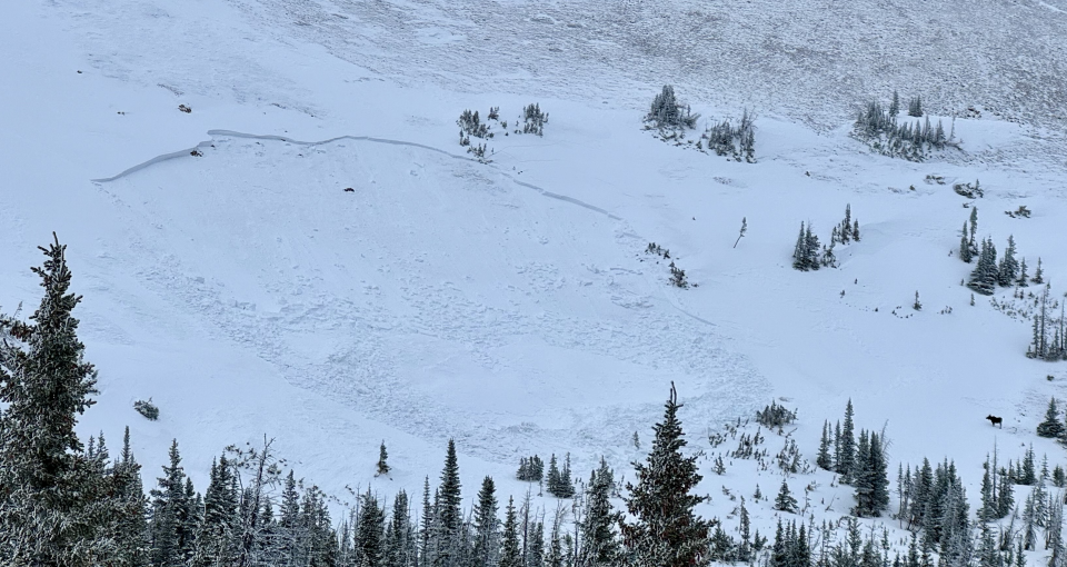 A moose, seen in the lower right corner of the photo, was seen near an avalanche it is believed it triggered on Diamond Peaks at Cameron Pass in western Larimer County on Jan. 20, 2024.