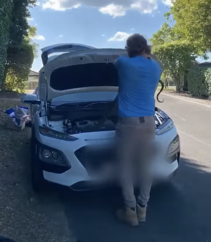 Photo shows a Queensland snake catcher pulling a carpet python from under a car's hood. 