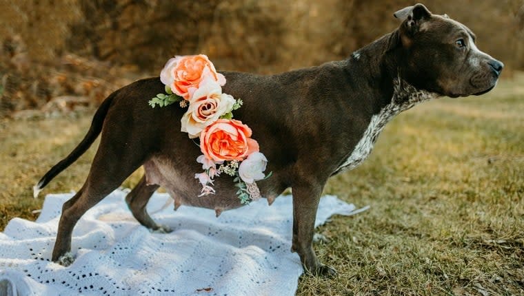 Pregnant Rescue Dog Gets Maternity Photo Shoot