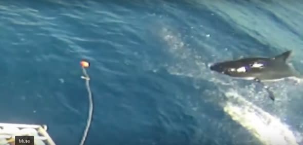 Great white shark leaps though air off Mexico coast (video)