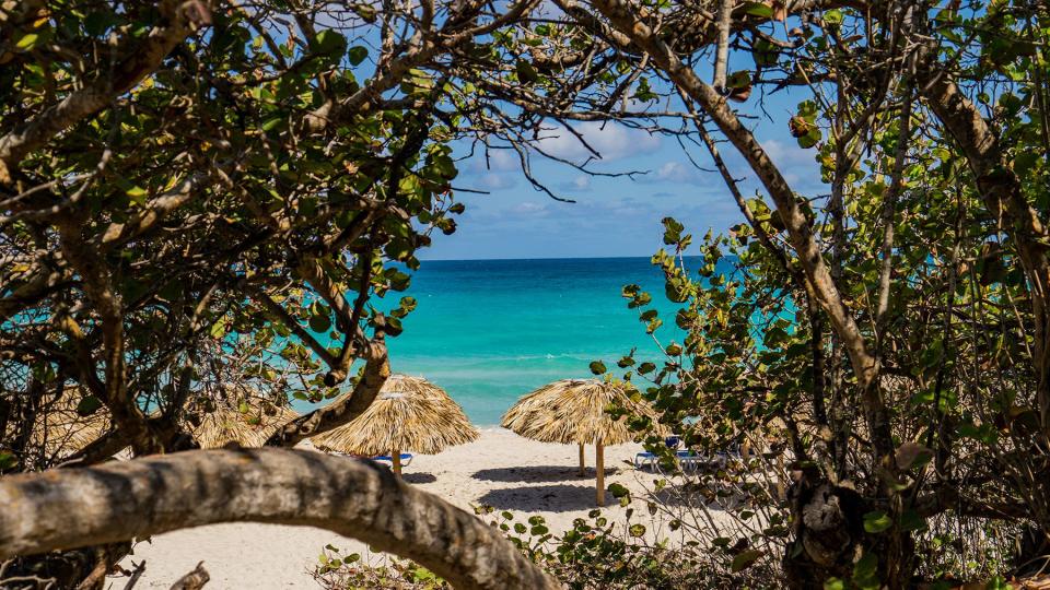 Trees By Sea Against Sky in Varadero, Cuba