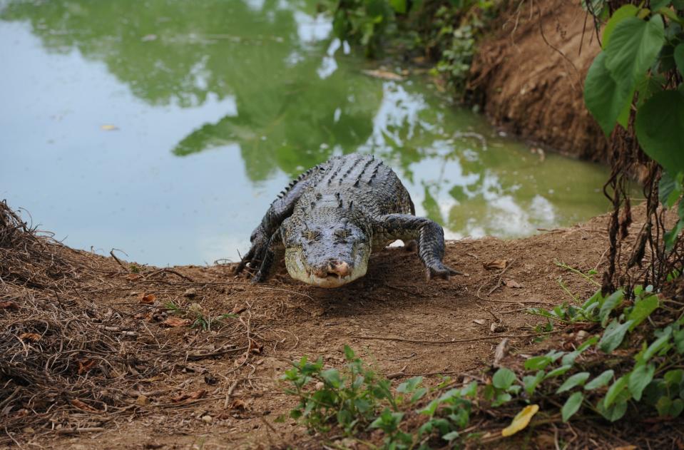 shows a saltwater crocodile walking next to a nest (L) inside a pen at a crocodile farm in Puerto Princesa, Palawan island.  The largest collection of the species now live at the centre, while two smaller private breeding operations elsewhere in the Philippines and some small sanctuaries in the wild are also key to the crocodiles' survival.    AFP PHOTO / TED ALJIBE